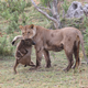 Image for article titled Harrowing Photos Capture Tense Encounter Between Baby Baboon And Lion